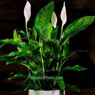 spatphilium mini vaso ceramica