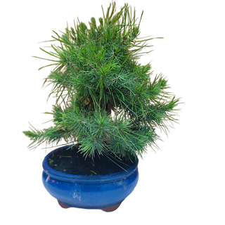 Bonsai Pino 7 Años