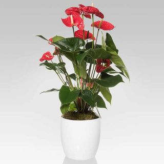Anthurium rosu planta la ghiveci