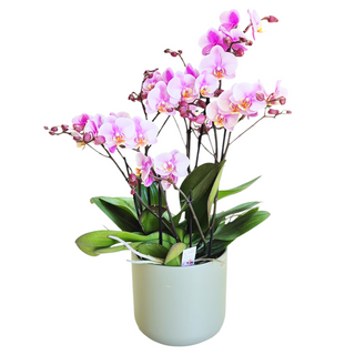 Orhideea Phalaenopsis
