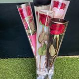 Rose d'amour 