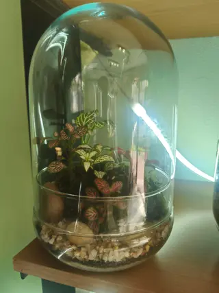Terrarium uovo
