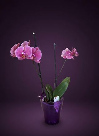 Орхидея в кашпа