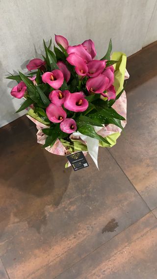 pianta di Calla colori secondo la disponibilità 