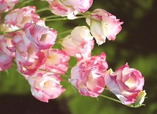 3 Еустоми, Розови | 1 piece