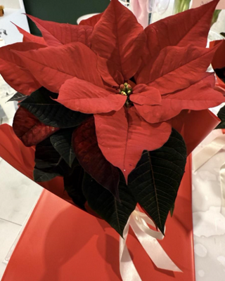 Božićna zvijezda  Euforbija