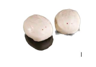 9 Pane rabit 2 pezzi