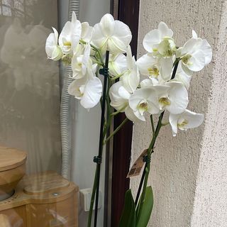 Orhidee albă în vas ceramic