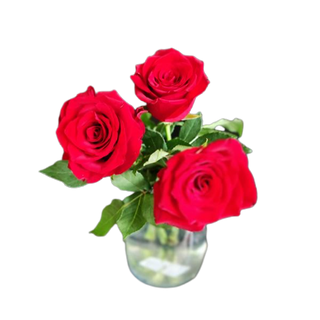 Róża czerwona średnia 3 szt.