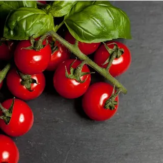 Pomodorini