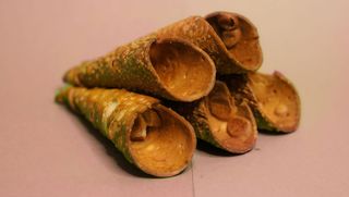 5 Coni cannoli con disquette