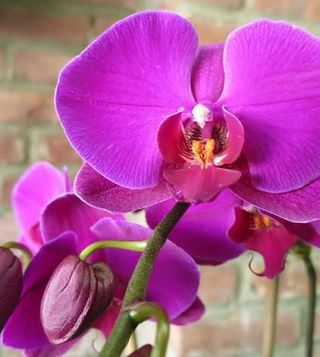Orchid