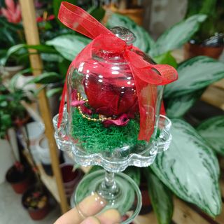 Dehidrirana ruža u staklenom kupu