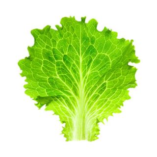 Suplemento Lechuga