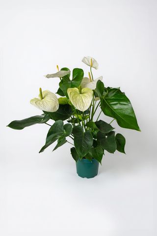 Anthurium Blanc