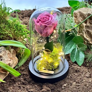 Rose eternelle LED ROSE