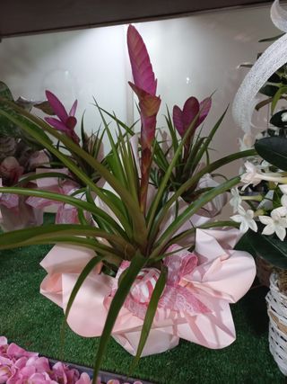 Planta Rosa (Bromélia)