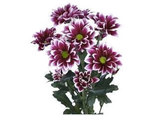 1 Хризантема, Хайдар | 1 pieces