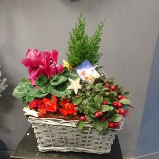 Kompozycja świateczna 