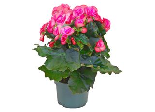 Бегония, Розова