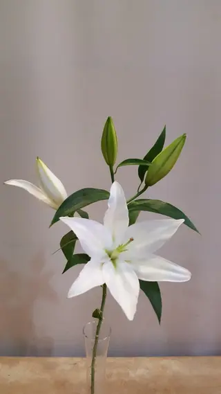 Lilium