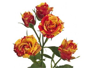 1 Спрей роза, жълто-оранжева