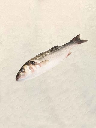 Lubina Salvaje (1.950 Kg.)