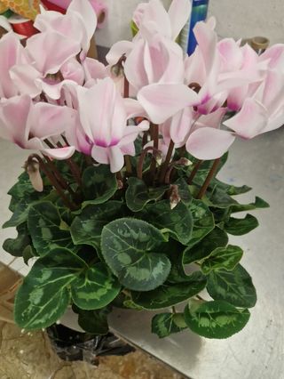 Cyclamino Rosa