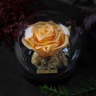 Cloche dôme Orange Claire