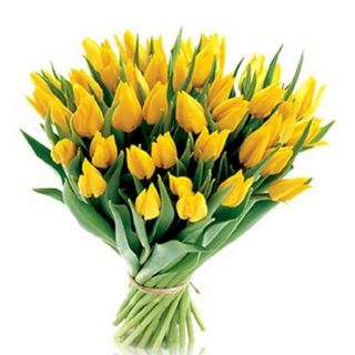 Yellow Tulip xl
