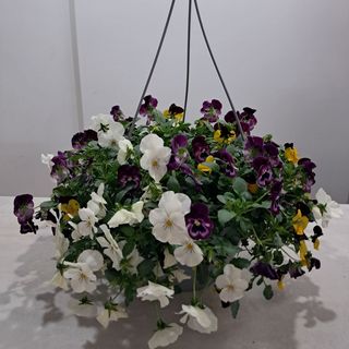 Bratki drobnokwiatowy MIX zwisające