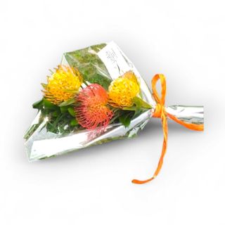 Prótea Almofada de Alfinetes