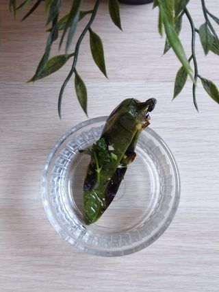 Люта чушка (1бр)