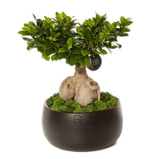 Bonsai Ficus