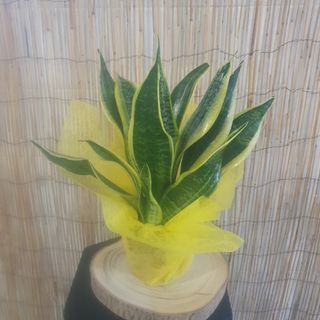 Sansevieria Laurent