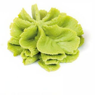 Wasabi