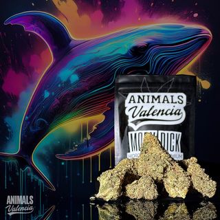 5Gr Moby Dick Hidroponica CBD 