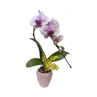 Piccola orchidea rosa con mimosa 