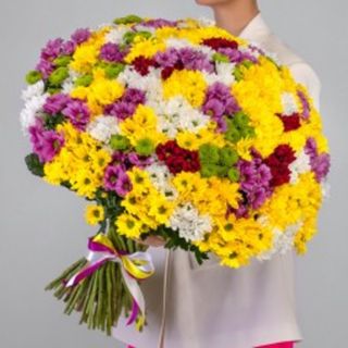 101 Crizanteme multicolore