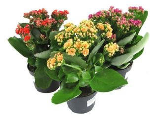 Kalandiva cesto colori disponibilità del momento