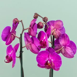 Orchidea viola 