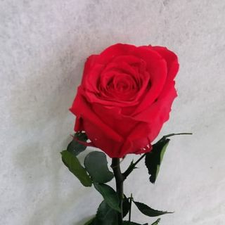 Rosa Eterna Roja