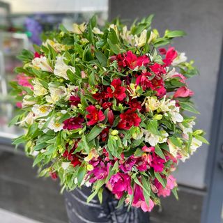 Яскрава Альстромерія (мікс кольорів)