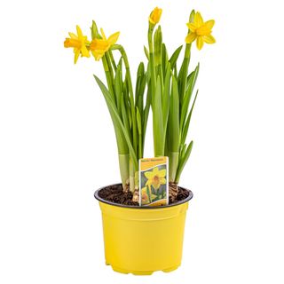 Narcisa bulbi la ghiveci (ambalata cu hartie decorativa)