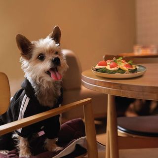 Dog's піца (330г)