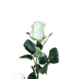 Rosa bianca gambo lungo