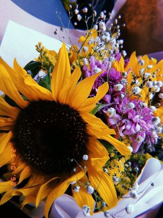  მზესუმზირა გიფსოფილა ქრიზანთემა