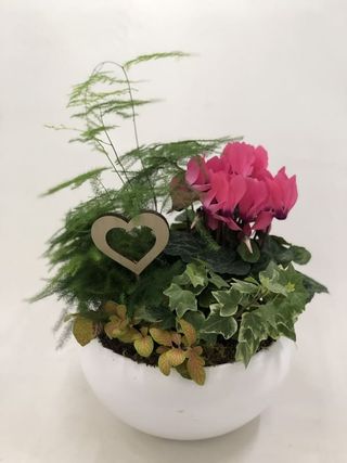 Centro Plantas Variadas