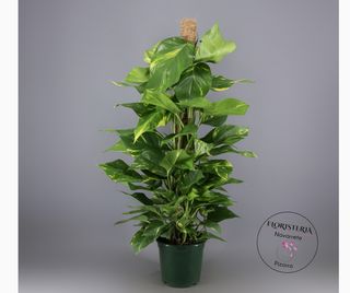Pothos tutor