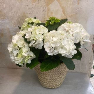 Capazo Hortensia blanca